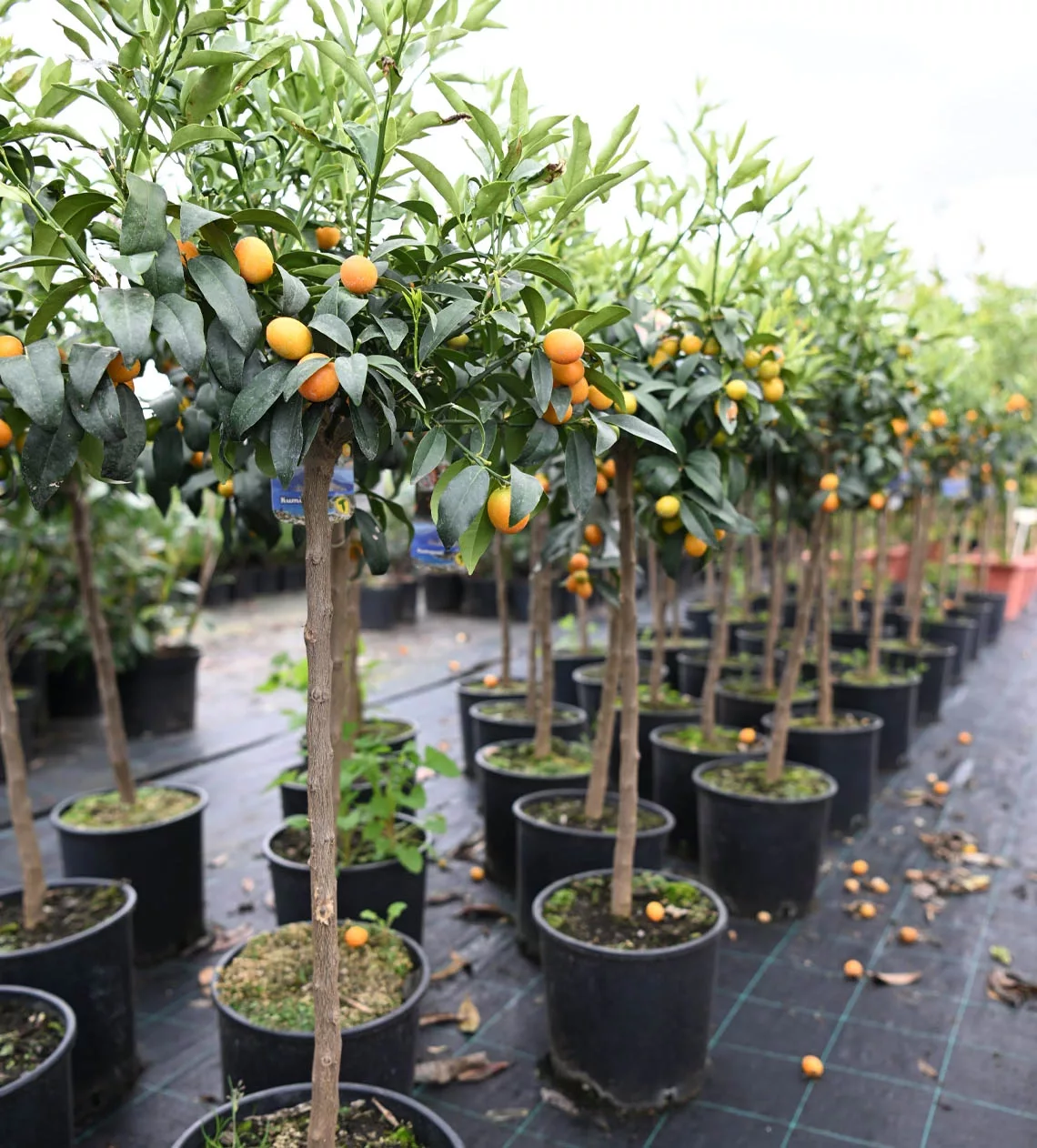 drzewka egzotyczne z pomarańczowymi owocami